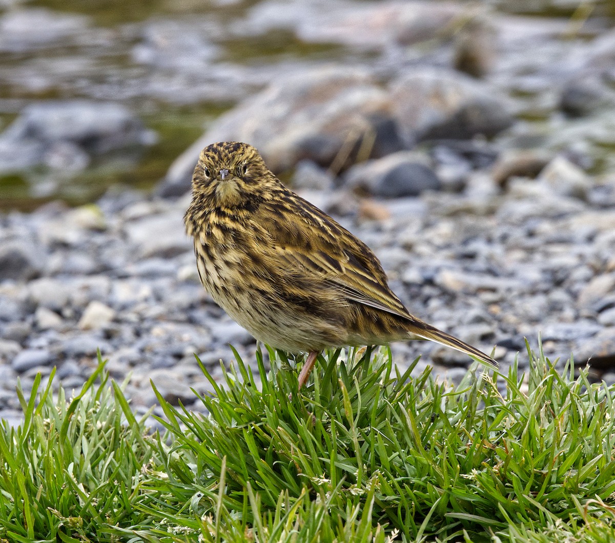 South Georgia Pipit - ML625095038