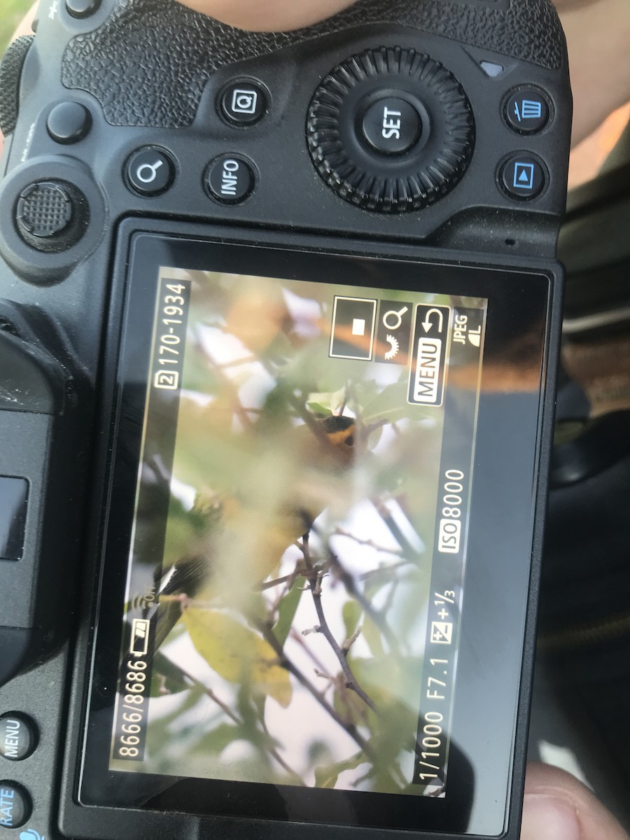 Wilson's Warbler - ML625095043