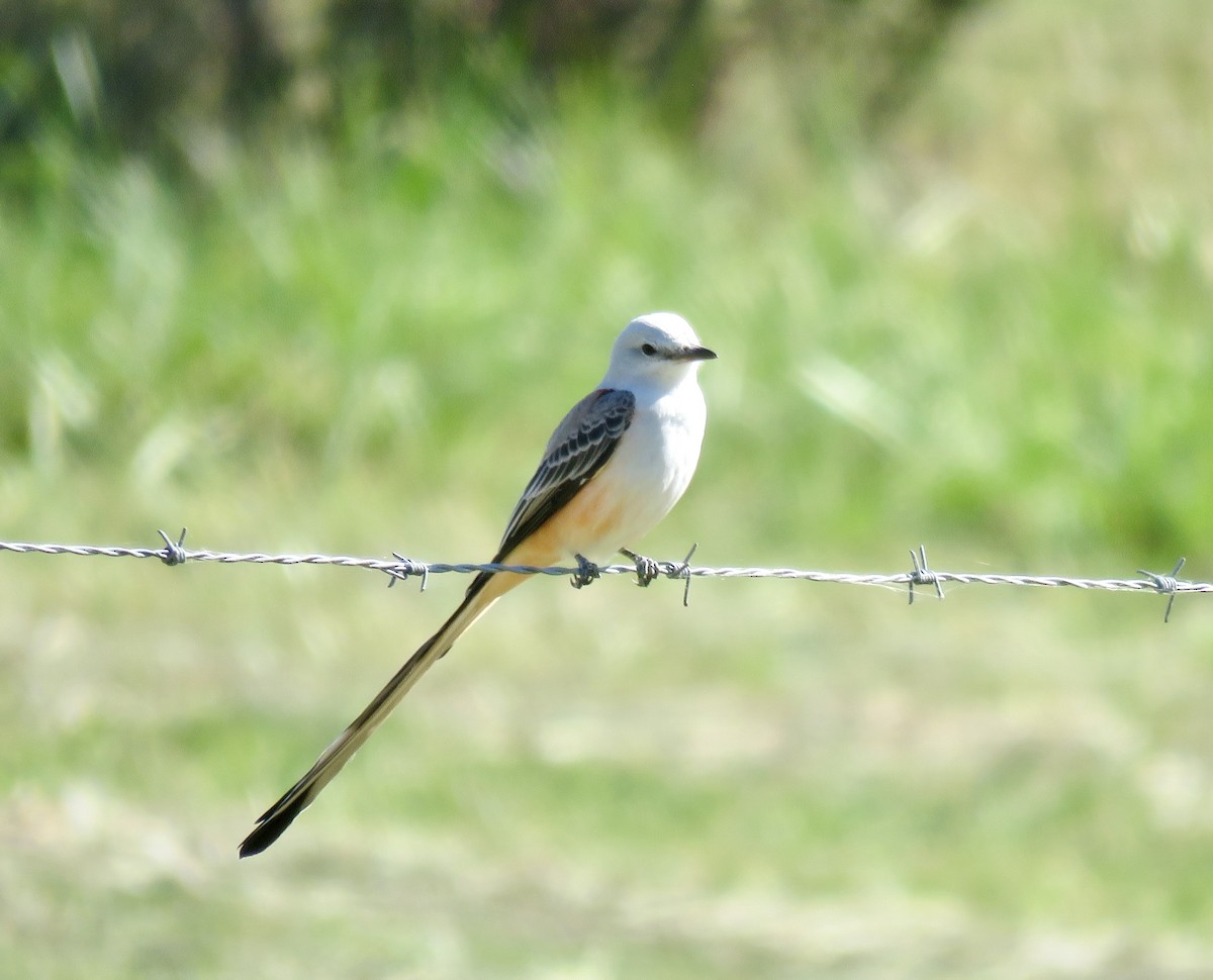Scissor-tailed Flycatcher - ML625095046