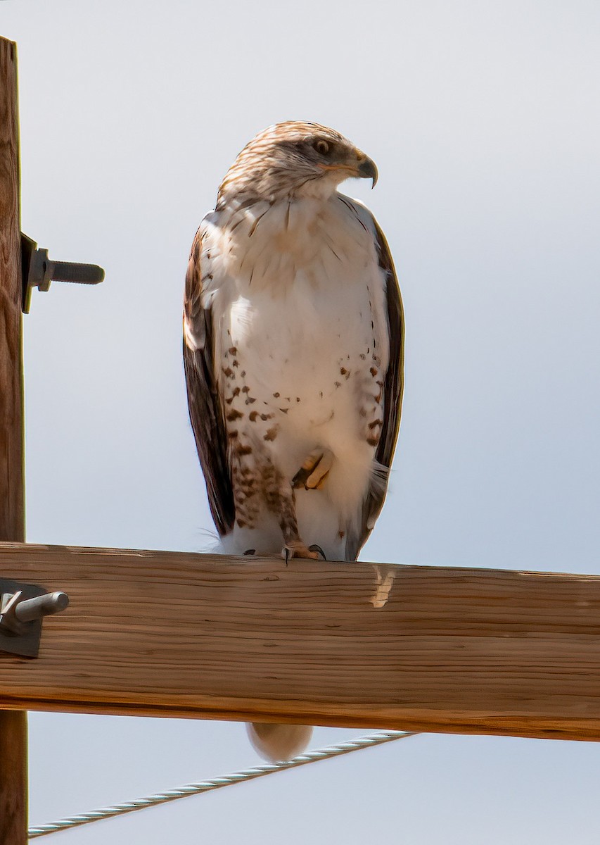 Ferruginous Hawk - ML625095072