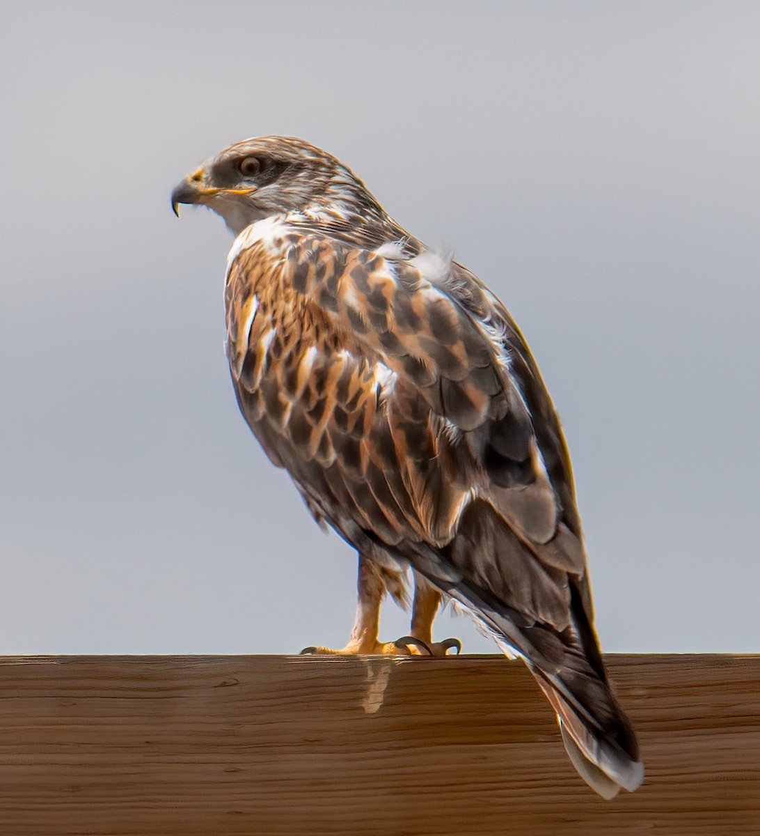 Ferruginous Hawk - ML625095073