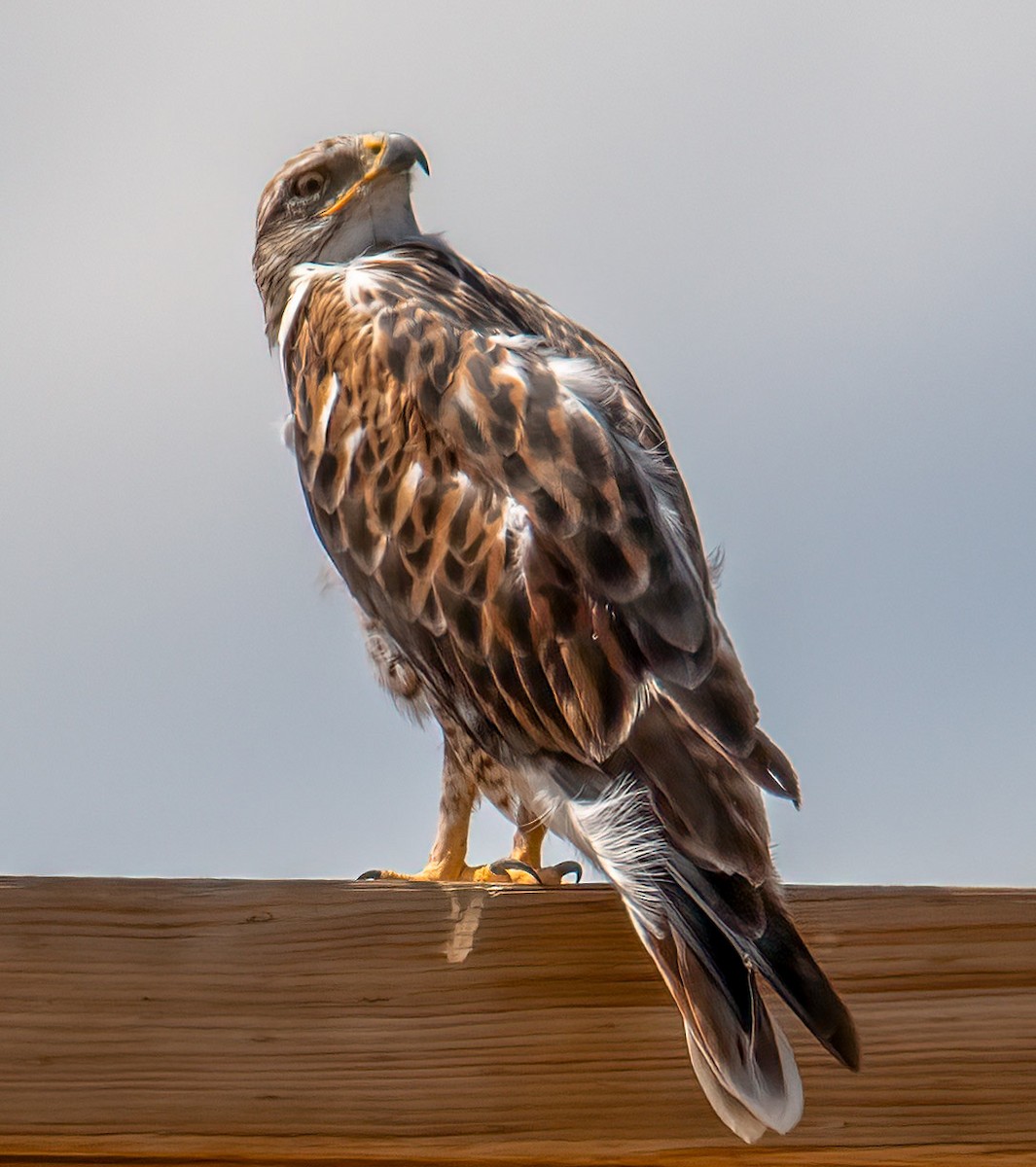 Ferruginous Hawk - ML625095074