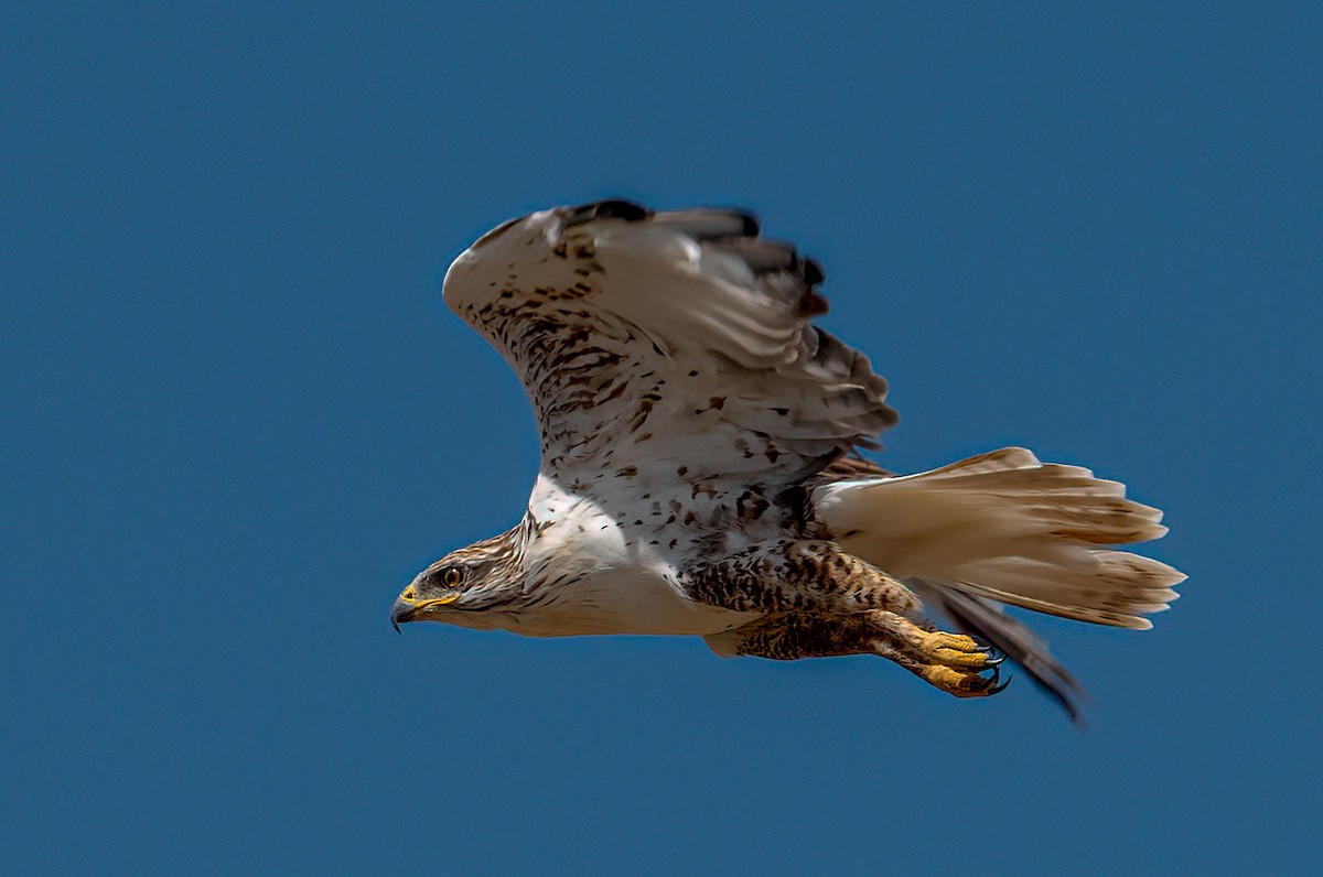 Ferruginous Hawk - ML625095075