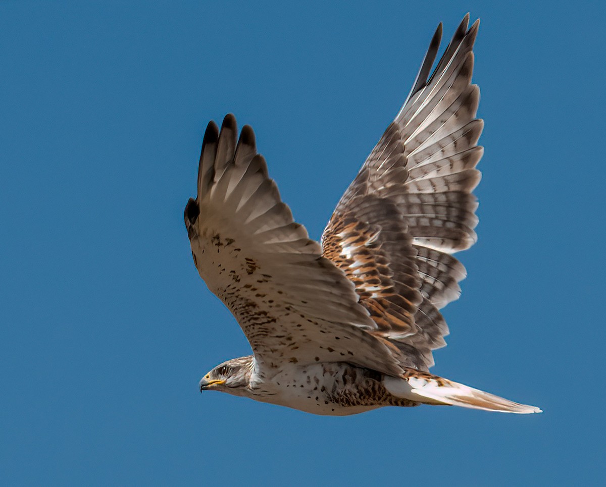 Ferruginous Hawk - ML625095076