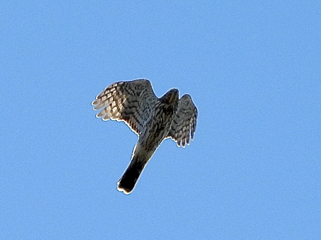 Cooper's Hawk - ML625095085