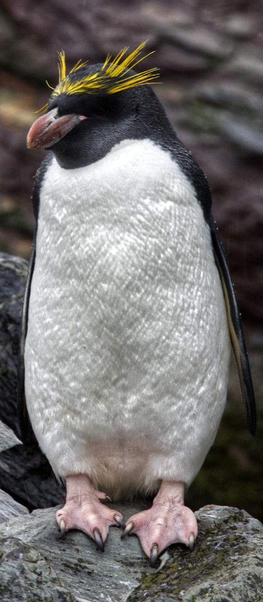 Macaroni Penguin - ML625095094