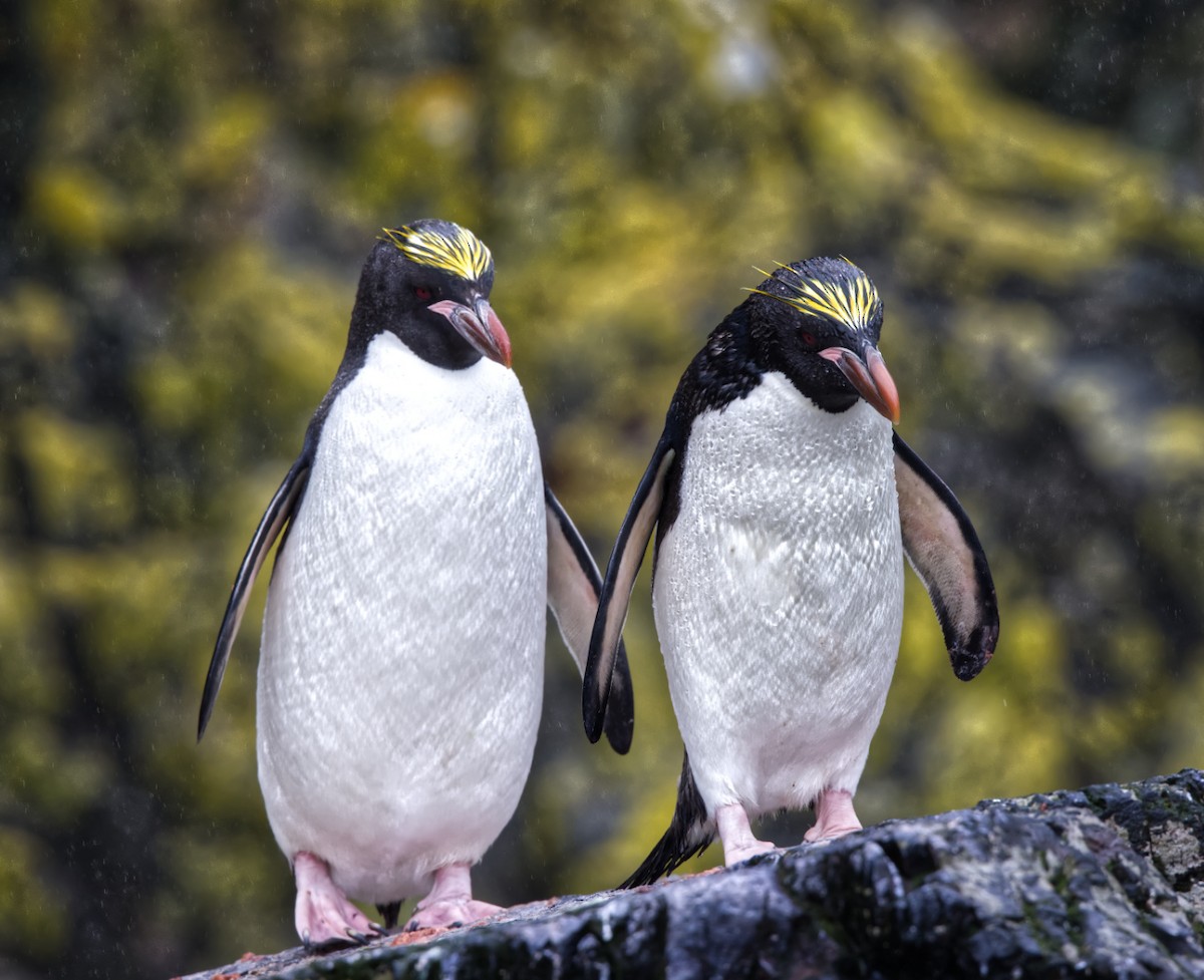 Macaroni Penguin - ML625095095