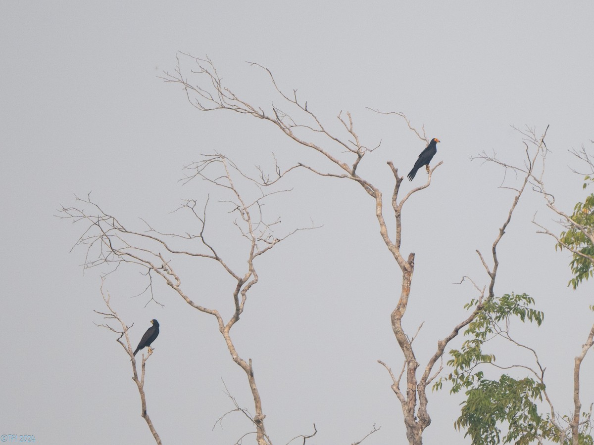 Black Caracara - T I