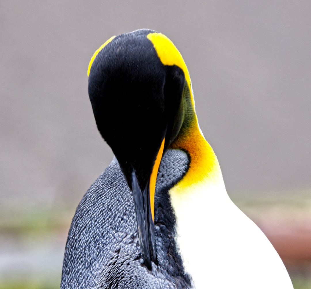 King Penguin - ML625095142