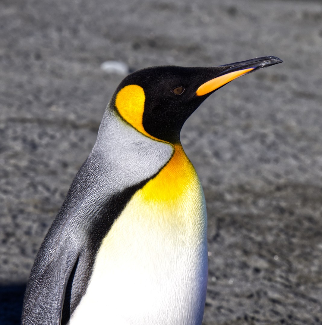 King Penguin - ML625095143