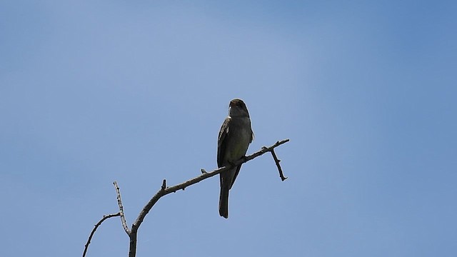 Southern Tropical Pewee - ML625095147