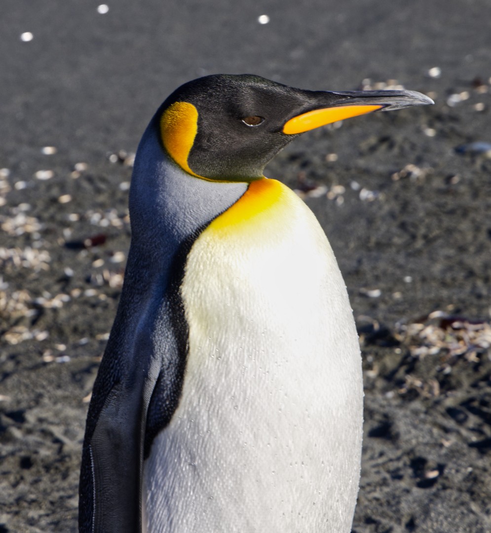 King Penguin - ML625095261