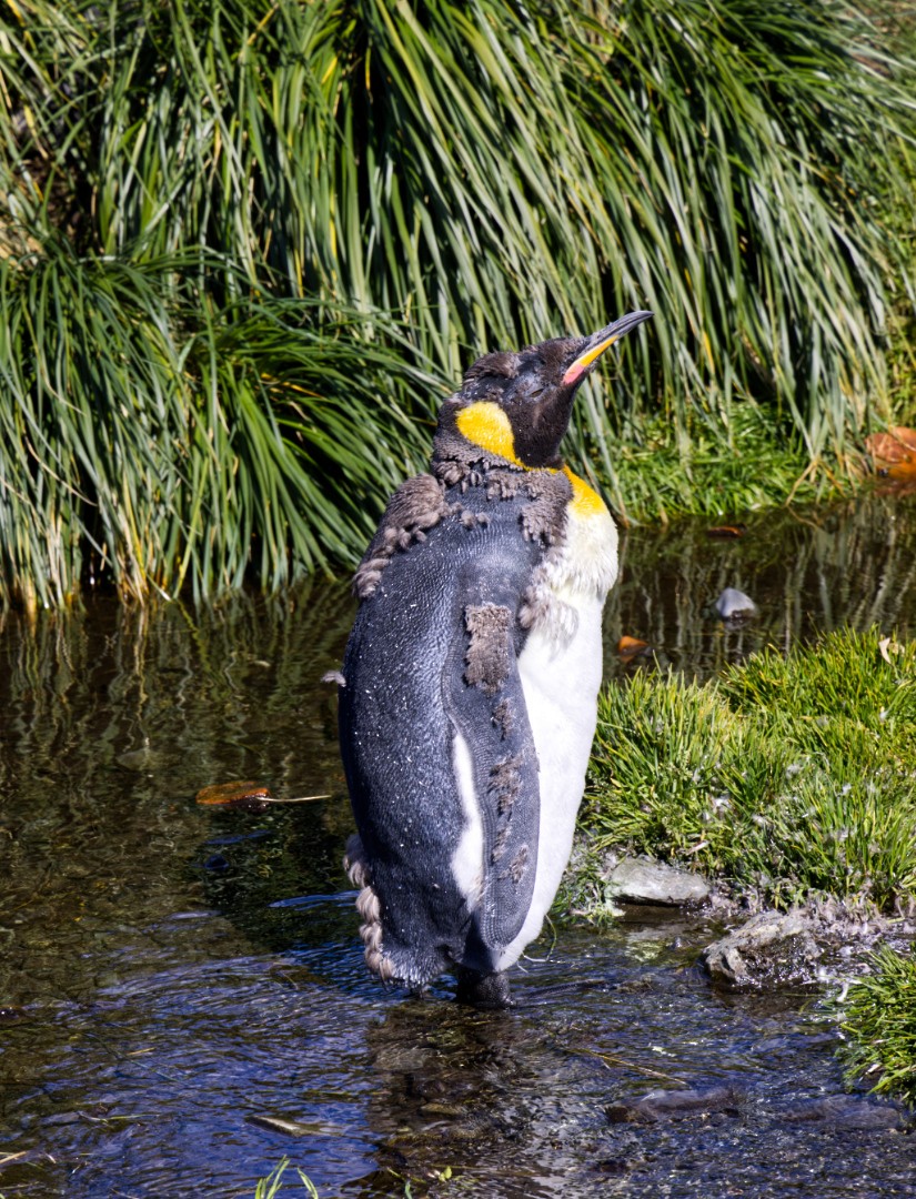 King Penguin - ML625095265