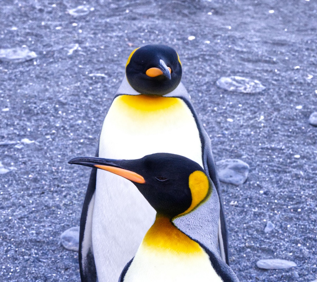 King Penguin - ML625095276