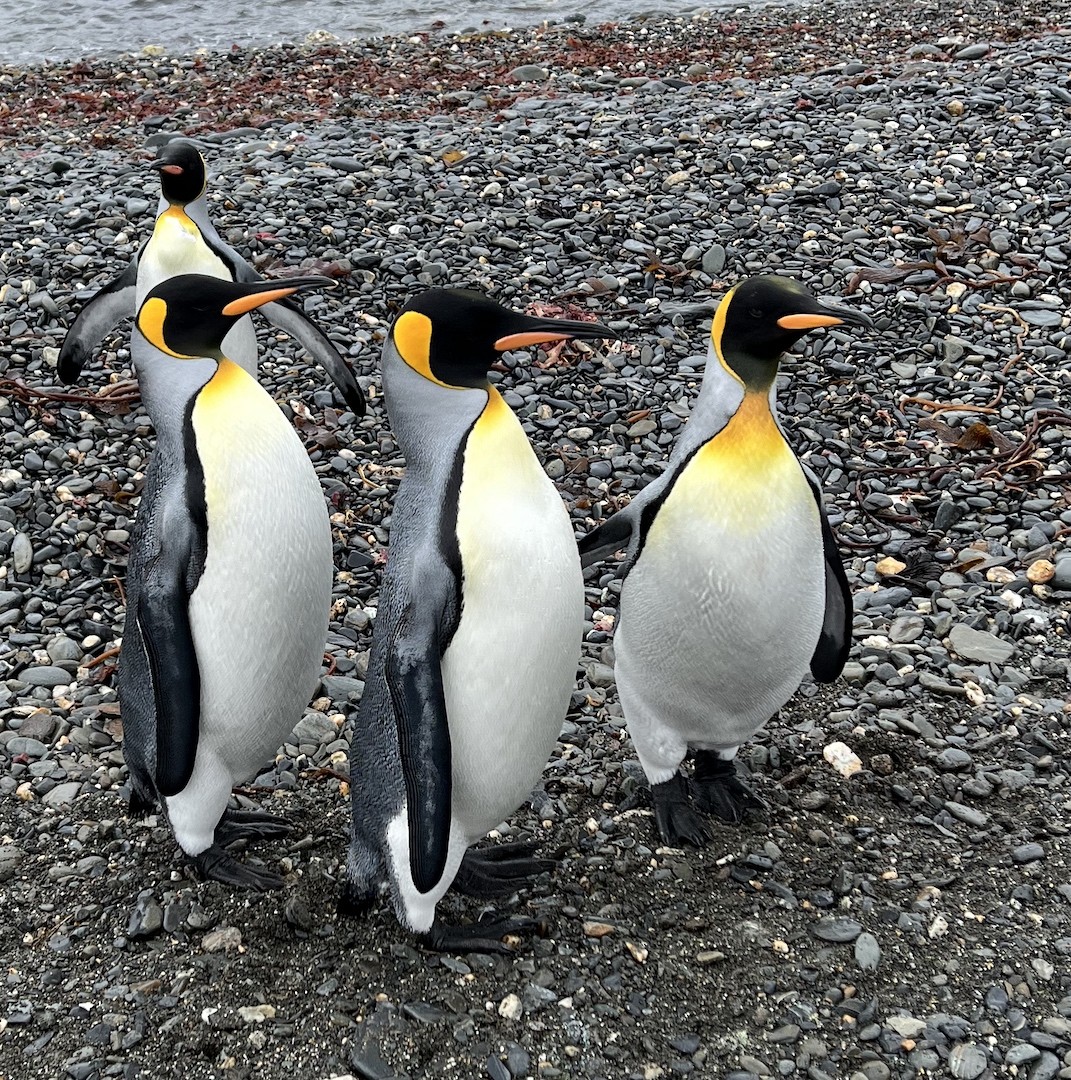 King Penguin - ML625095286