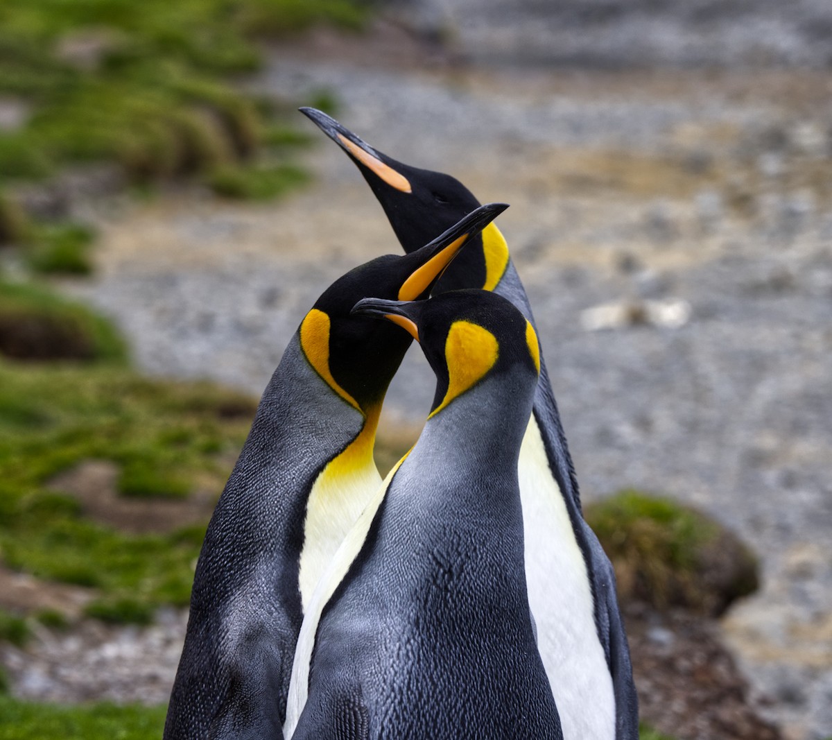 King Penguin - ML625095302