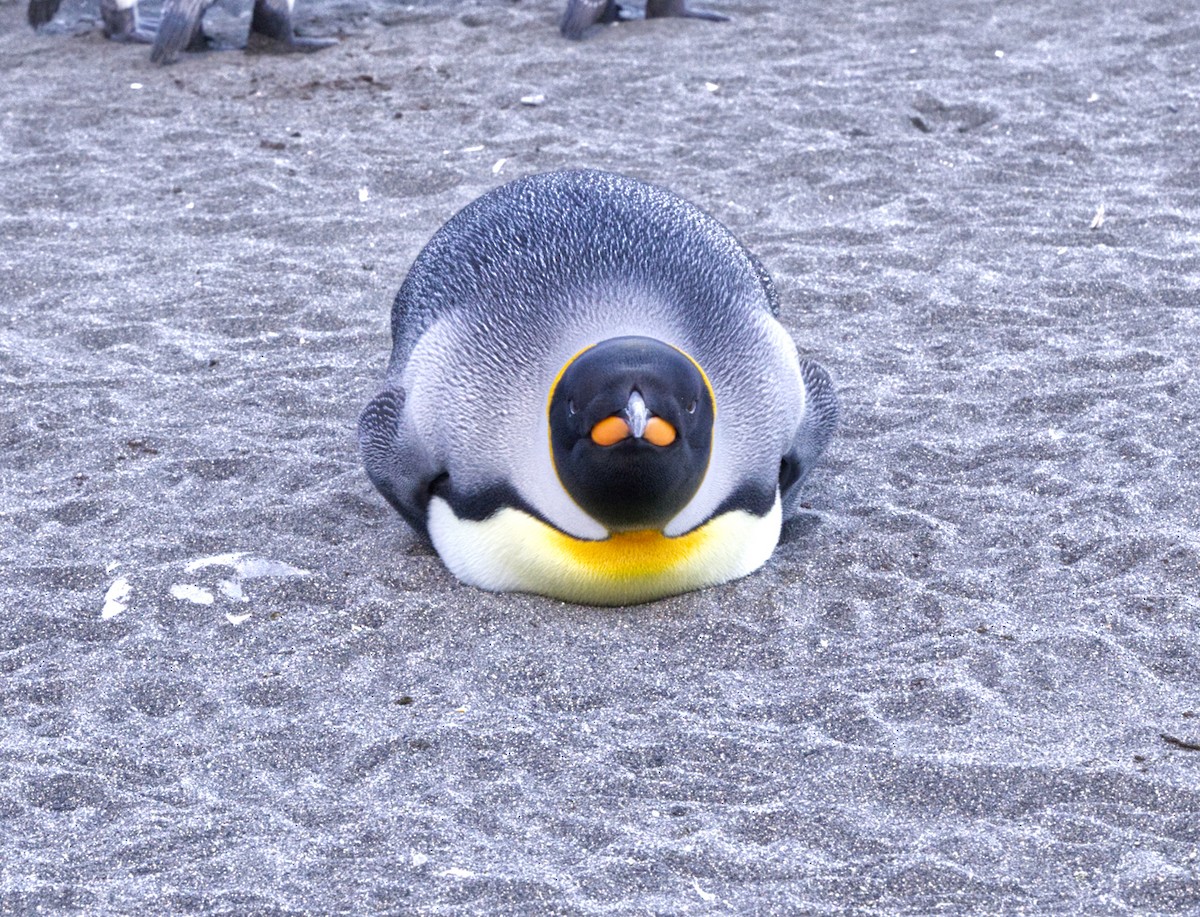 King Penguin - ML625095329