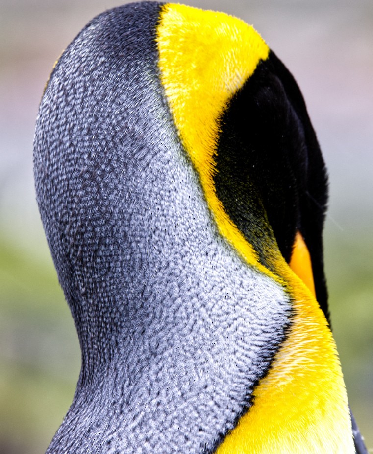 King Penguin - ML625095342