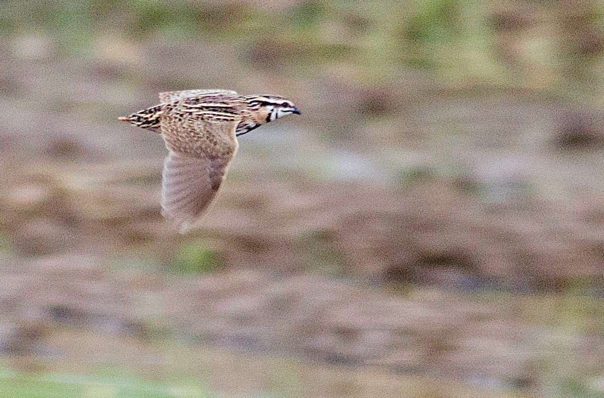 Rain Quail - ML62509561