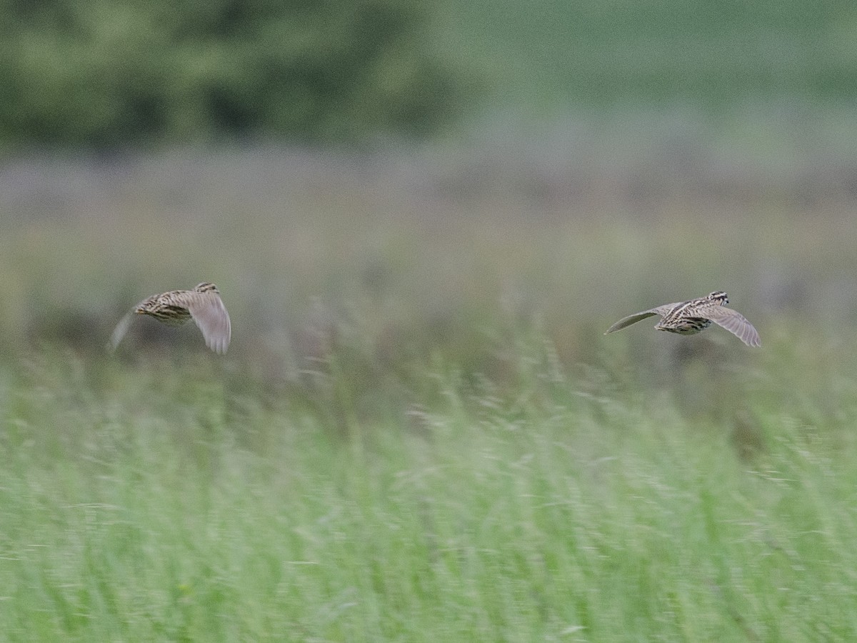 Rain Quail - ML62509571