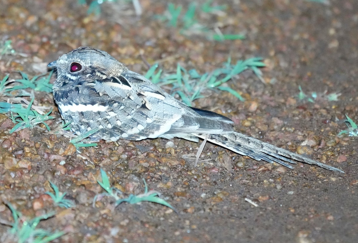 Long-tailed Nightjar - ML625095764