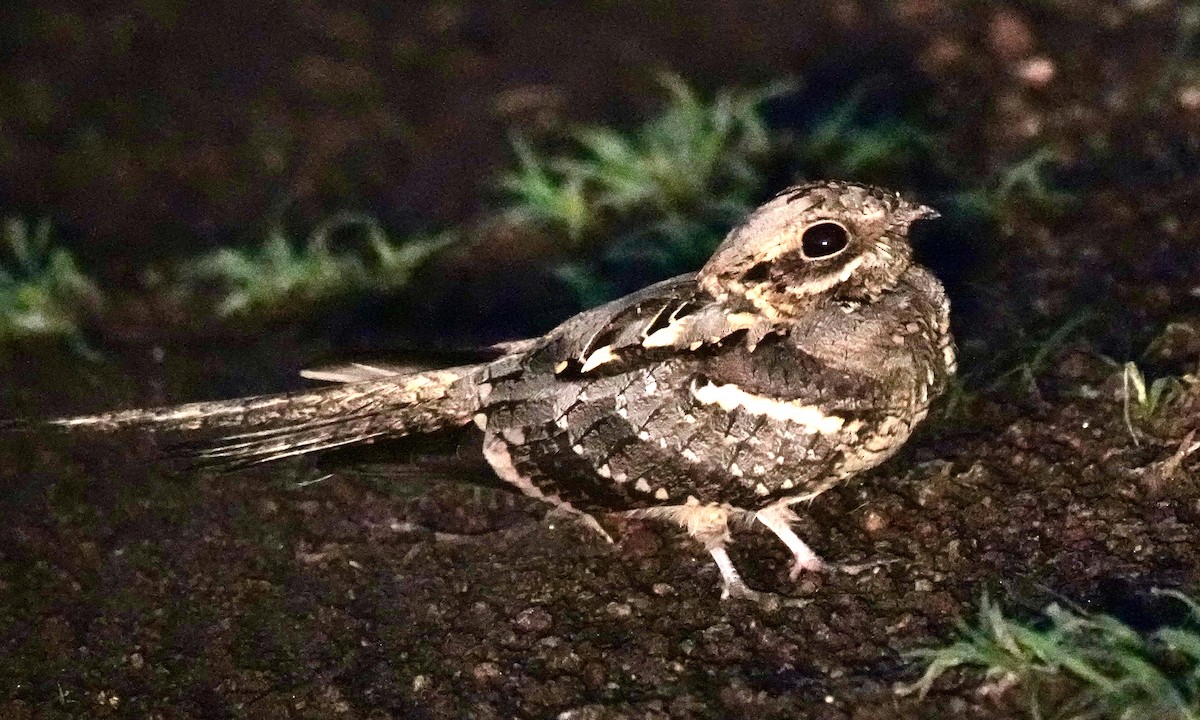 Long-tailed Nightjar - ML625095766