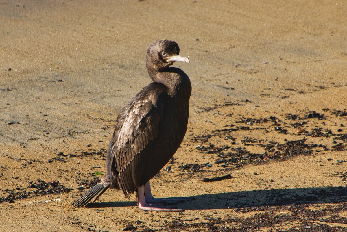 Stewart Island Shag - ML625095910