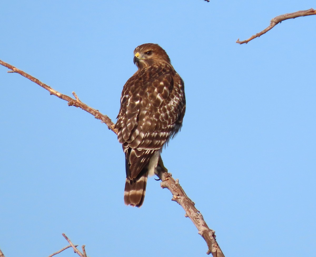 Red-shouldered Hawk (elegans) - ML625095952