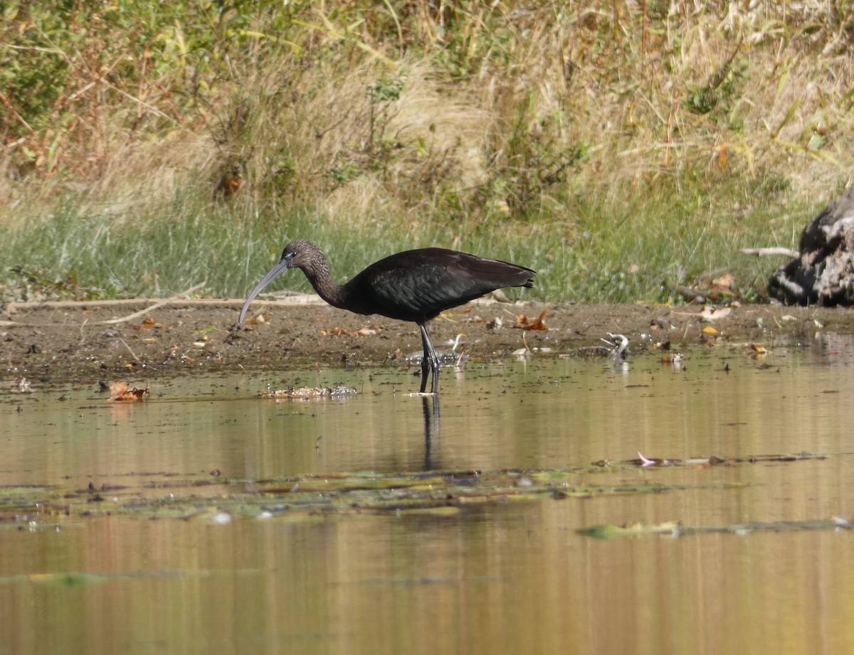 Glossy Ibis - John Gustafson