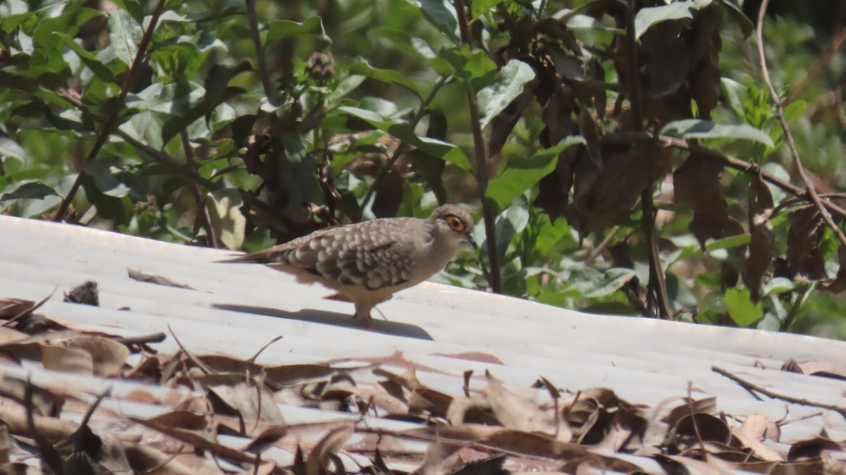 Bare-faced Ground Dove - ML625096073