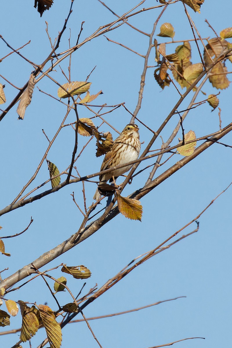 Savannah Sparrow - ML625096149