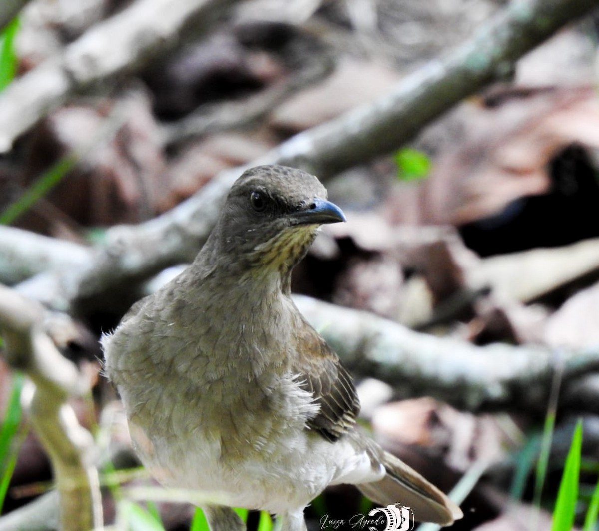 Black-billed Thrush - Luisa Maria Agredo Avila