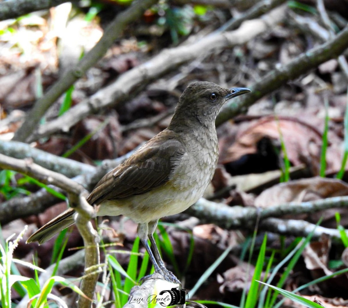 Black-billed Thrush - ML625096201