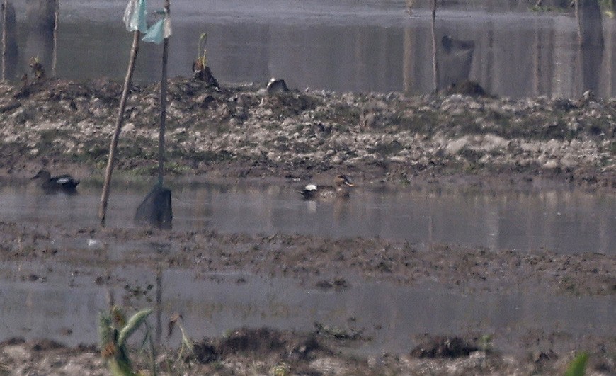 Indian Spot-billed Duck - ML625096208