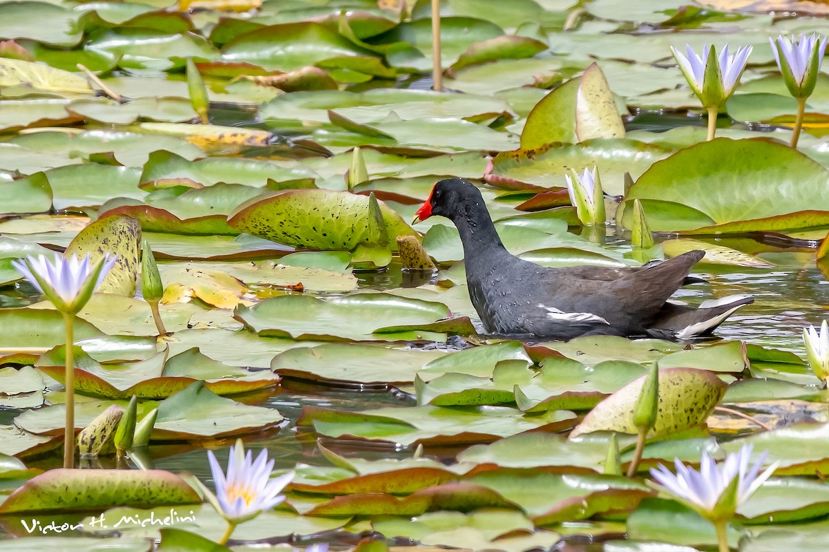 Common Gallinule - ML625096238