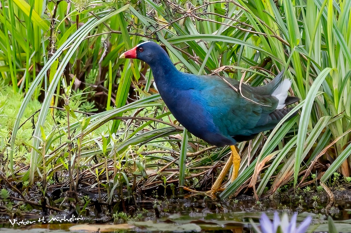 Purple Gallinule - ML625096243