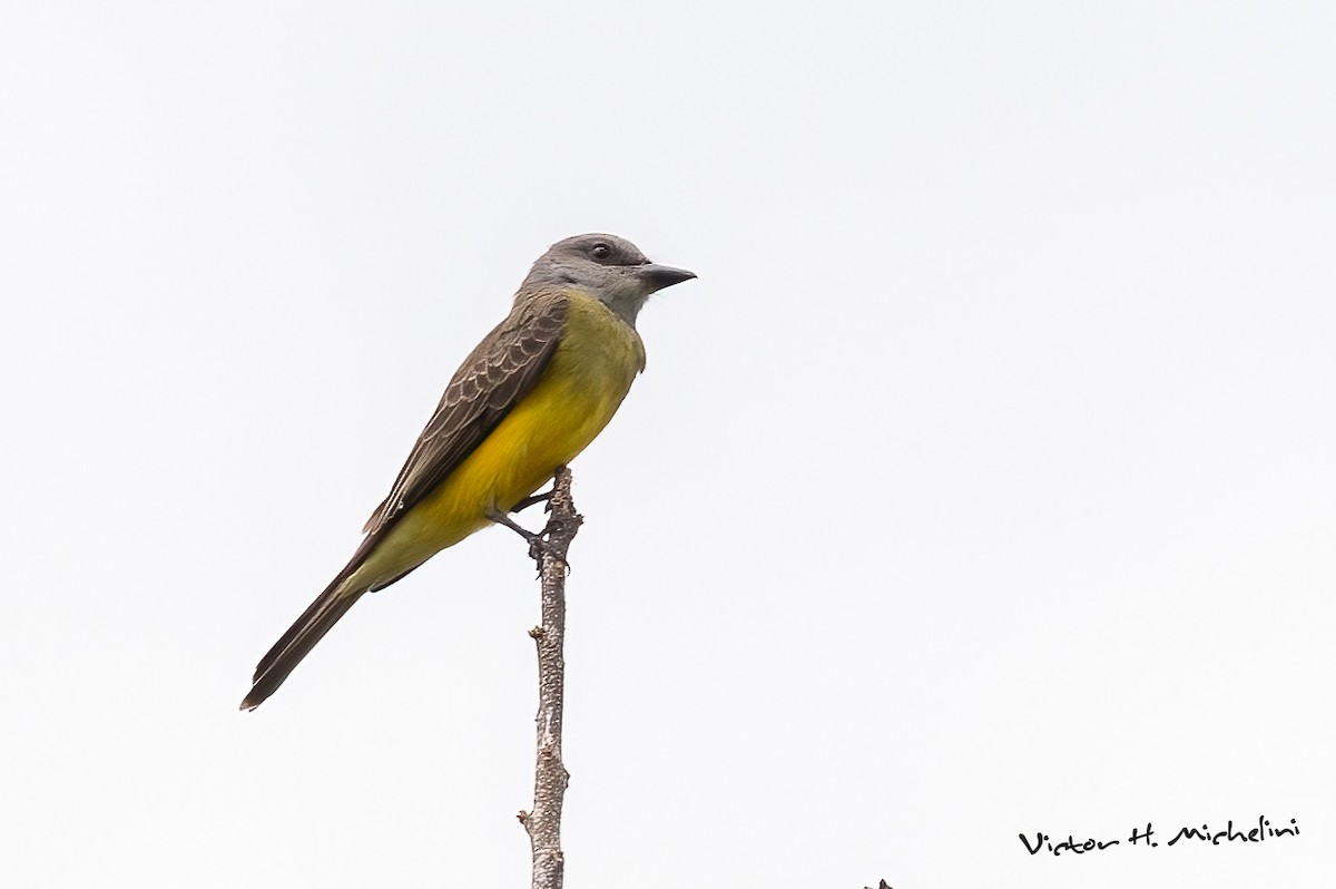 Tropical Kingbird - ML625096250