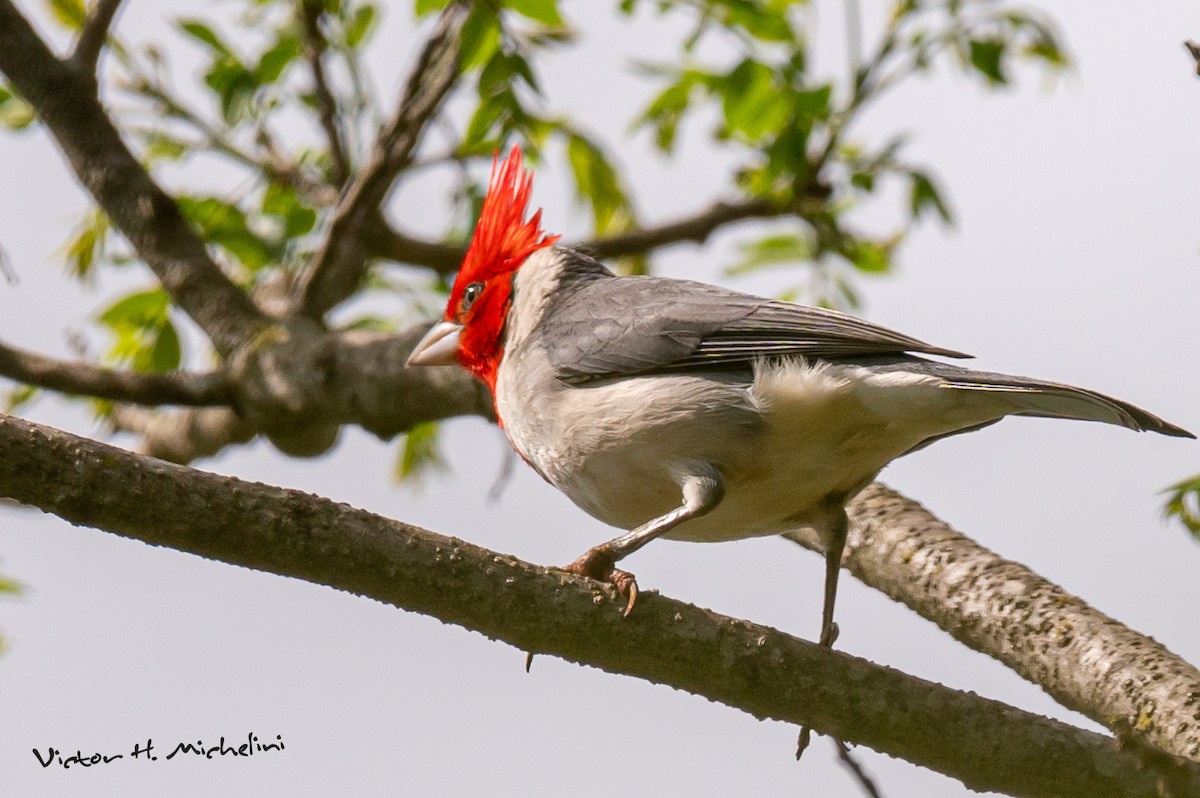 Red-crested Cardinal - ML625096258