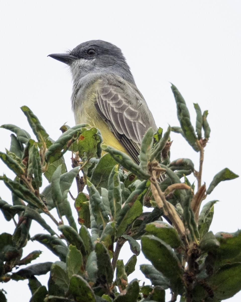 Cassin's Kingbird - ML625096269