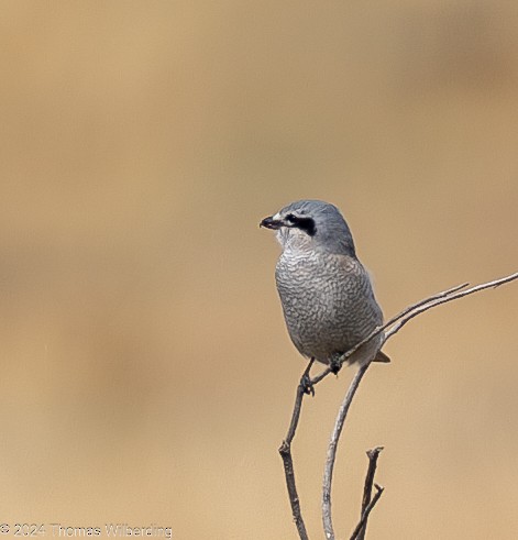 Northern Shrike - ML625096317