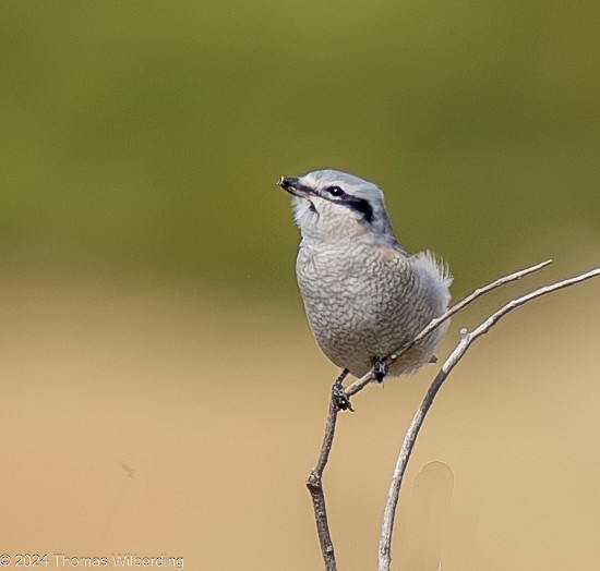Northern Shrike - ML625096318