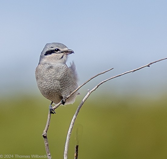 Northern Shrike - ML625096319