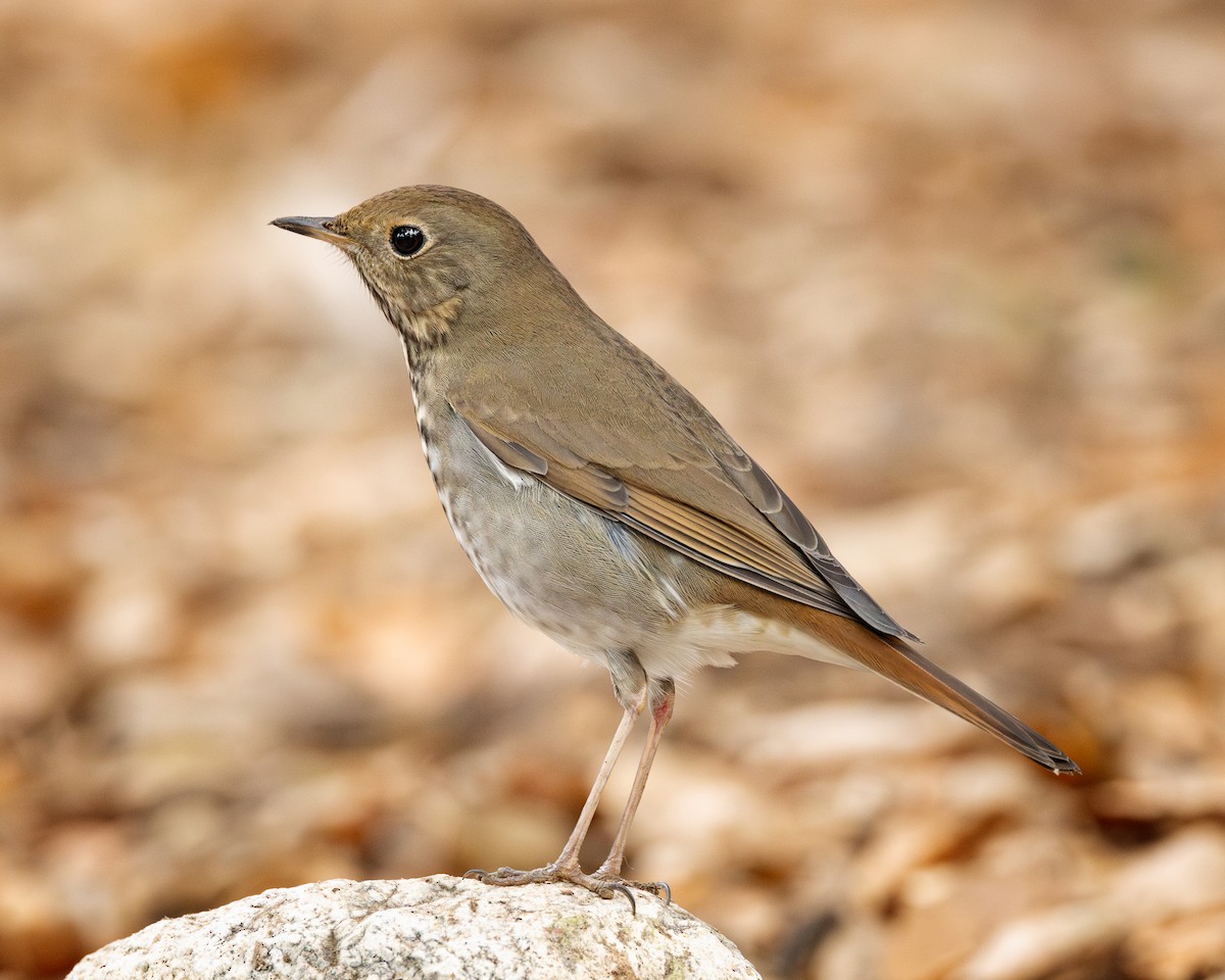 קיכלי חלוד-זנב - ML625096340