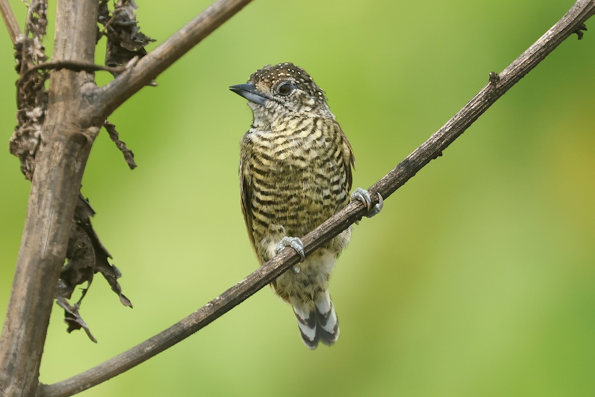 Lafresnaye's Piculet - Lyle Hamilton