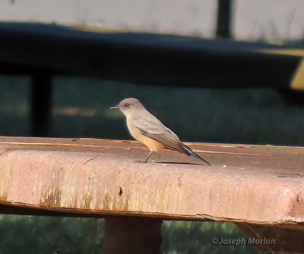 Say's Phoebe - ML625096375