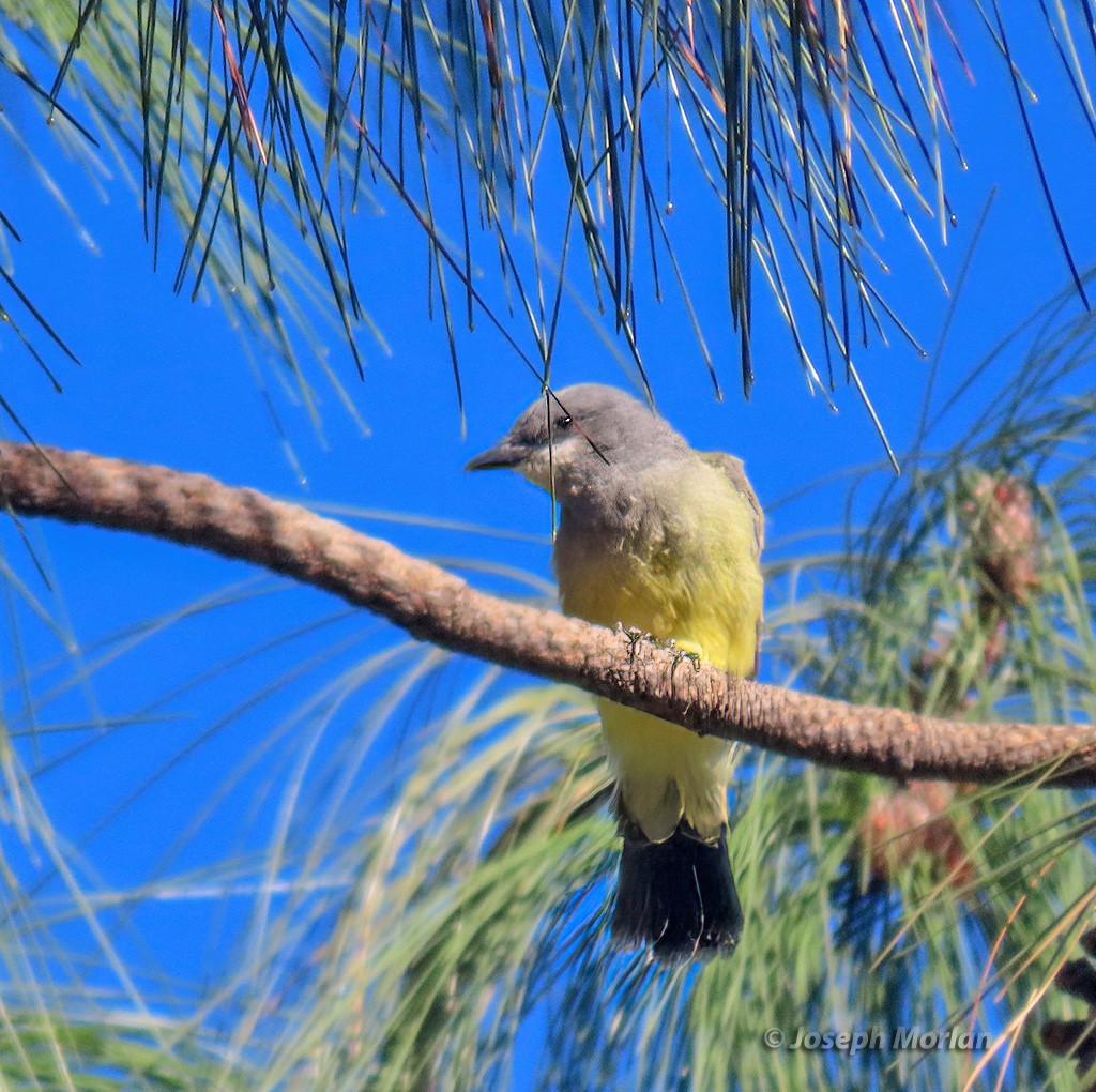 Cassin's Kingbird - ML625096382