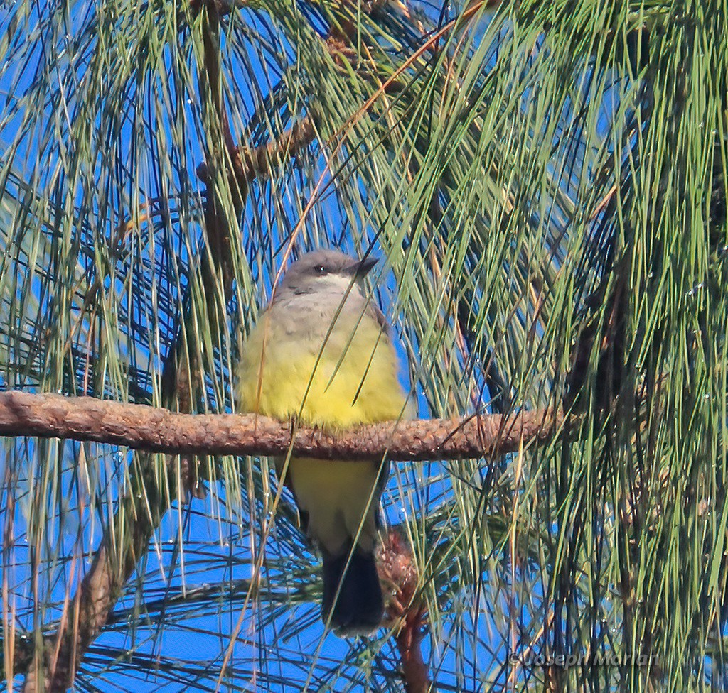 Cassin's Kingbird - ML625096383