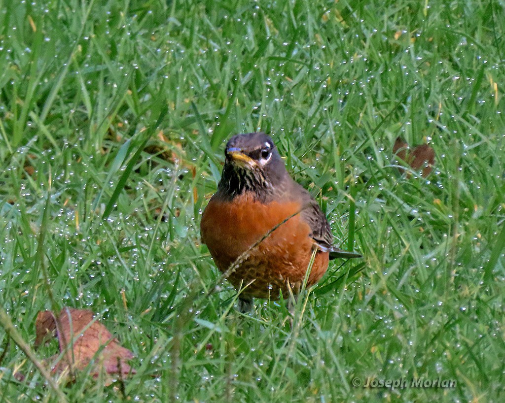 American Robin - ML625096395