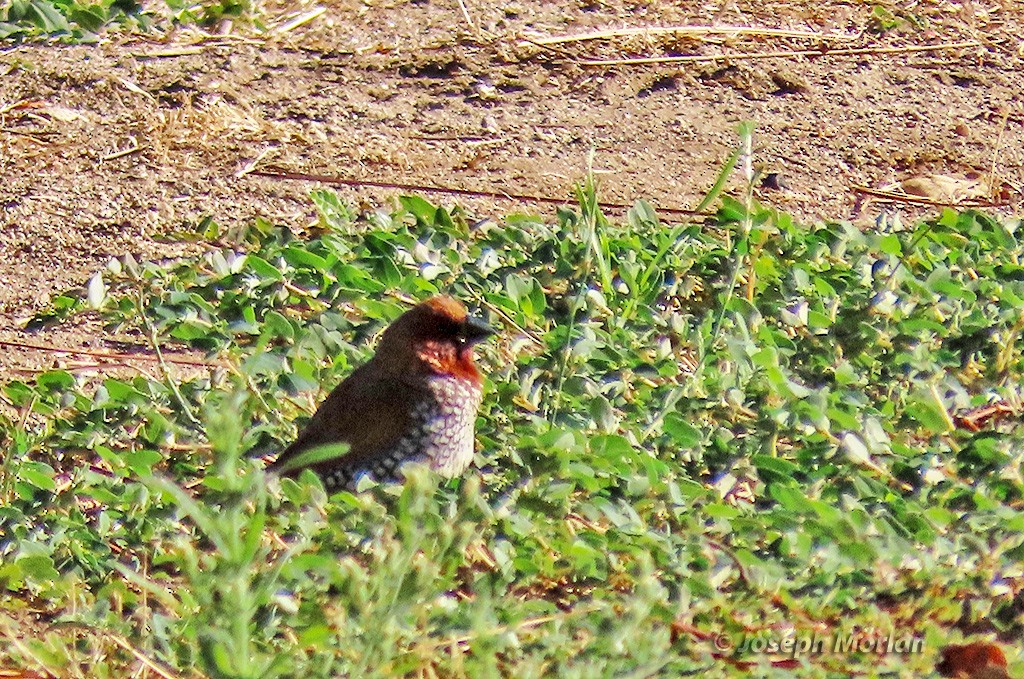 Scaly-breasted Munia - ML625096400