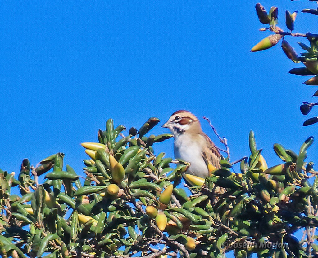 Lark Sparrow - ML625096406